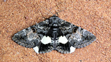Wallpaper thumb: White-spotted Owl Moth